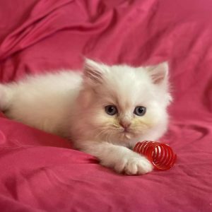 Available: Friend