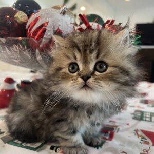 Persians 6 Available: Uno