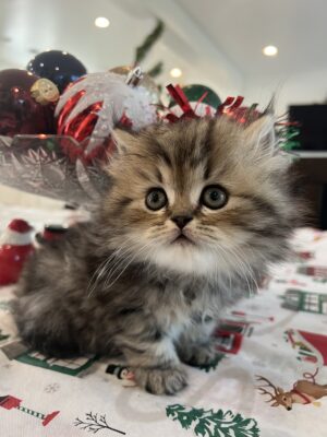 Emerald Coast Persians - Available: Uno