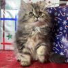 Emerald Coast Persians - Updated Available 12-16: Uno