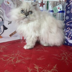 Persians 5 Available Updated 12-16: China