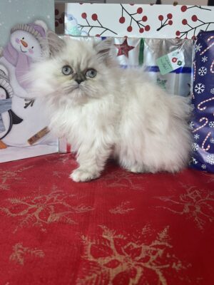 Emerald Coast Persians - Available Updated 12-16: China