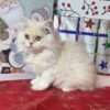 Emerald Coast Persians - Available Updated 12-16: Sugar