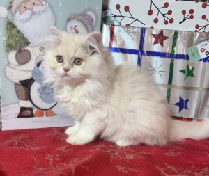Emerald Coast Persians - Available Updated 12-16: Sugar