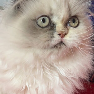 Persians 1 Available Updated 12-16: Lilly