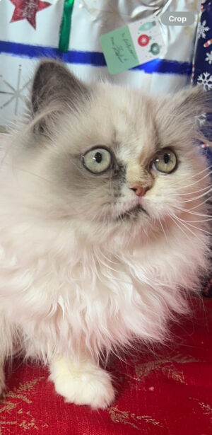 Emerald Coast Persians - Available Updated 12-16: Lilly