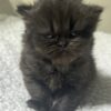 Emerald Coast Persians - Available: Royal