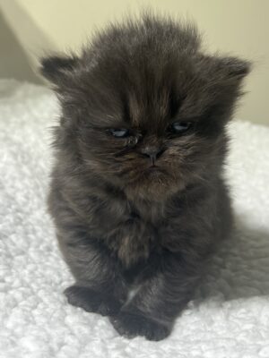 Emerald Coast Persians - Available: Royal