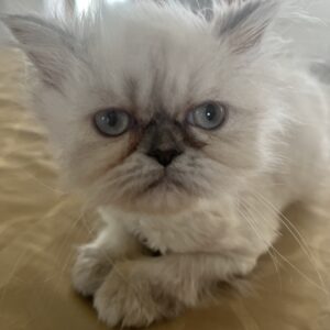 Persians 2 Available: China