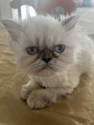 Emerald Coast Persians - Available: China