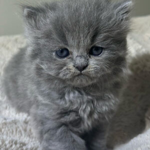 Persians 4 Adopted 1-30-26: Azure