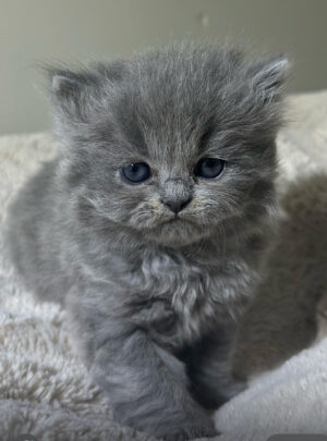 Adopted 1-30-26: Azure 1 Emerald Coast Persians - Adopted 1-30-26: Azure