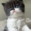 Emerald Coast Persians - Available: Moose