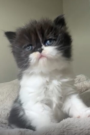 Emerald Coast Persians - Available: Moose