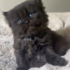 Available: Royal 2 Emerald Coast Persians - Available: Royal