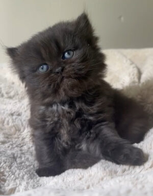 Available: Royal 1 Emerald Coast Persians - Available: Royal