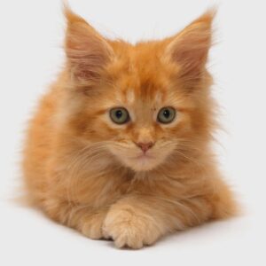 Persians 1 Available Maine Coon: Hollie