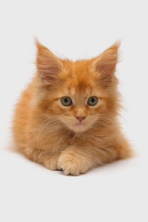 Emerald Coast Persians - Available Maine Coon: Hollie