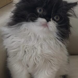 Persians 2 Available: Moose