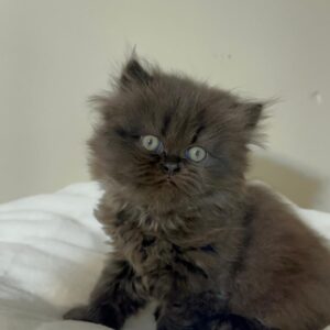 Persians 3 Adopted: Royal