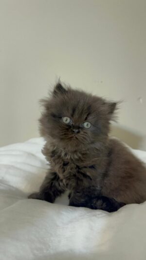 Adopted: Royal 1 Emerald Coast Persians - Adopted: Royal