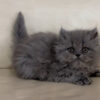 Emerald Coast Persians - Available: Sergeant