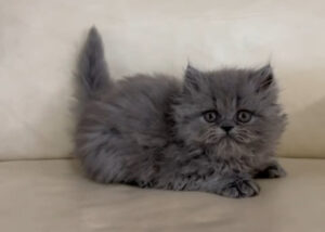 Emerald Coast Persians - Available: Sergeant