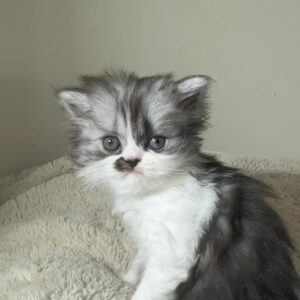 Persians 5 Available: Marilyn Monroe