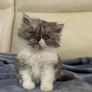 Persians 3 Available: Magnum