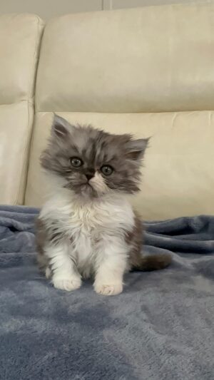 Emerald Coast Persians - Available: Magnum