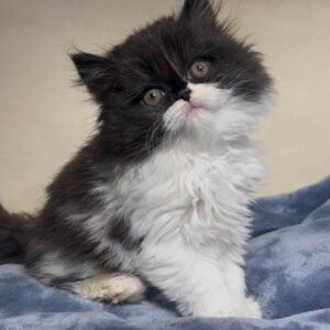 Persians 2 Available: Moose