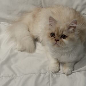 Persians 5 Available: Willow