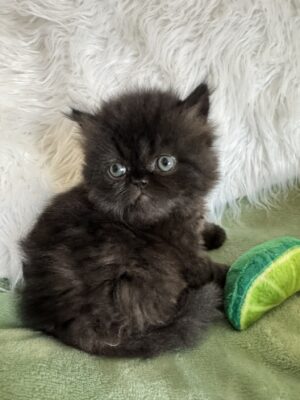 Emerald Coast Persians - Adopted: Carbonera