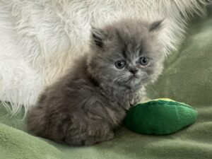 Emerald Coast Persians - Available: Sapphire