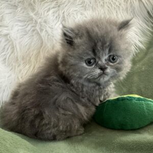 Persians 5 Available: Sapphire