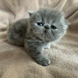 Persians 5 Available: Sapphire