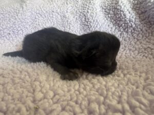 Emerald Coast Persians - Available: Carbonera