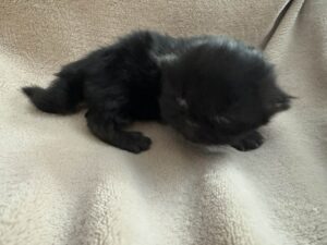 Emerald Coast Persians - Available: Panther