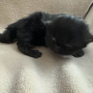 Persians 6 Available: Panther