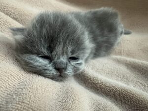 Emerald Coast Persians - Available: Sapphire