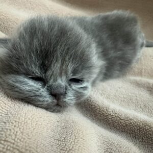 Persians 5 Available: Sapphire