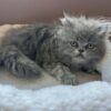 Emerald Coast Persians - Available: Humphrey