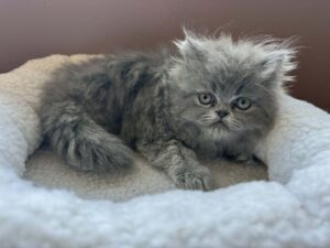 Emerald Coast Persians - Available: Humphrey