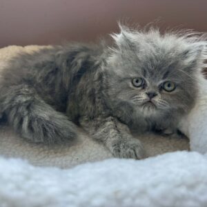 Available: Humphrey