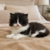 Emerald Coast Persians - Available: Yang
