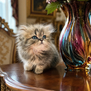 Persians 4 Available: Tinkerbell