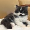 Emerald Coast Persians - Available: Smudge