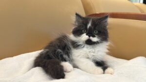 Emerald Coast Persians - Available: Smudge