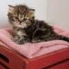 Available: Tinkerbell 2 Emerald Coast Persians - Available: Tinkerbell