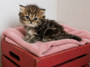 Available: Tinkerbell 1 Emerald Coast Persians - Available: Tinkerbell